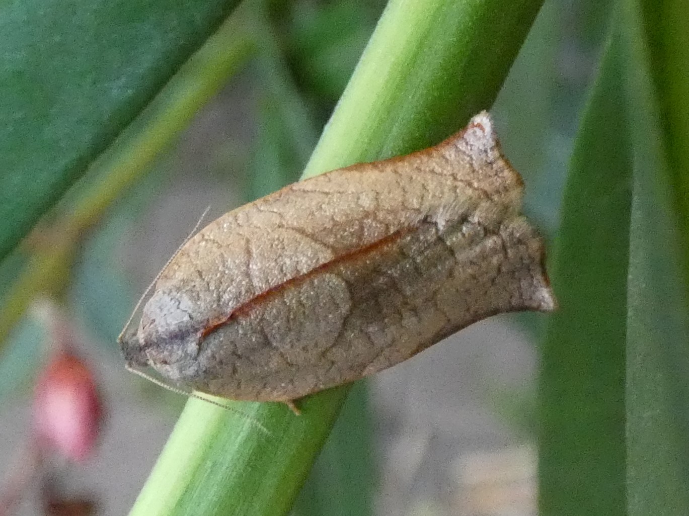 photo_4